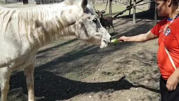 Je suis époustouflé par la taille du membre dun cheval. jaimerais que mon nom soit comme ça. - paty bumbum, el toro de oro. video porno